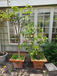 Pair Of Hibiscus Trees