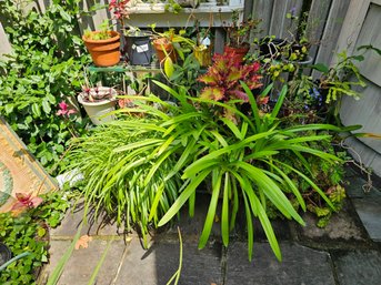 All Of The Plants Seen Here