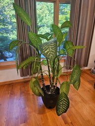 Large House Plant - AKA Dumb Cane Or Leopard Lily