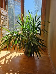 Big Beautiful Yucca Plant