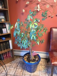 Ficus Tree