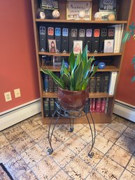 Snake Plant