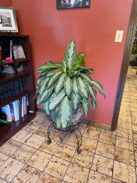Chinese Evergreen