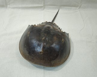 Large Taxidermy Horseshoe Crab