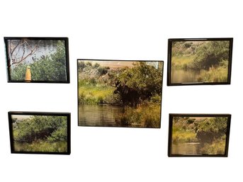 Set Of 5 Framed Moose Wildlife Prints
