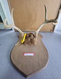 Vintage Style Taxidermy Wall Mount Of Antlers