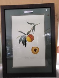 Framed Fruit Wall Art
