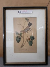Vintage Hand Colored Lithograph Depecting Townsends Ptilogonys By John James Audubon