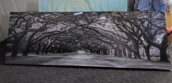 Wormsloe Inf Light Canvas Art By Mike Jones Photo