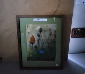 Framed Photo Of Poppies