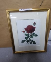Collectible Framed Botanical Print Of Red Rose By Anne Marie Trechslin