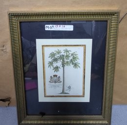 Framed Print Featuring A Papaya Tree Titled The Female Papaw Tree Papaya By George Dionysius Ehret