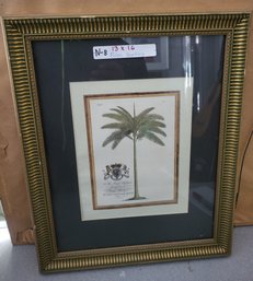 Royal Palm Tree By Georg Dionysius Ehret Print