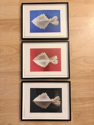 3 Framed Prints Of A Plaster Cast Sculpture Of A Plaice Fish