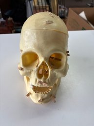 Vintage Medical Skull