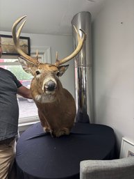 Taxidermy Mount Of White Tailed Deer