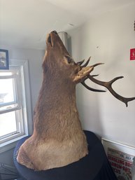 Taxidermy Mount Of Elk: Deer 2