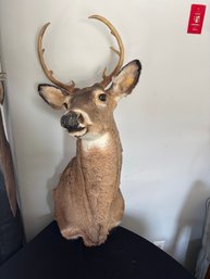 Taxidermy Mount Of White Tailed Deer: Deer 3