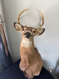 Taxidermy Mount Of White Tailed Deer: Deer 4