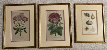 Lot Of 3 Watercolor Prints 10 X 6