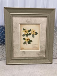 Framed Botanical Study Pacific Dogwood 8 X 6