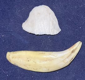 Seal Or Sea Lion Tooth And Shell Scraper From The Woodland Period