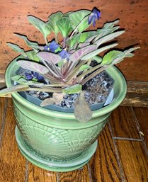 UPDATE 9/14/25 Plant