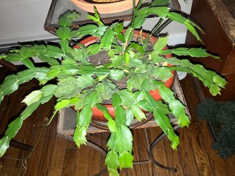 Thanksgiving Cactus Plant (Stand Not Included)