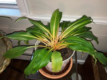 Dracaena Fragans Plant (Stand Not Included)