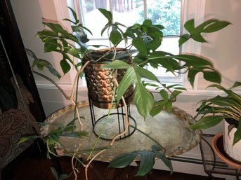 Large Swiss Cheese Monstera Plant (Table Not Included)