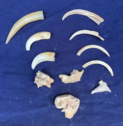 Assortment Of Animal Bones, Teeth And Claws