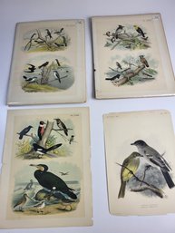 Vintage 4 Color Illustration Bird Prints 2 Sealed