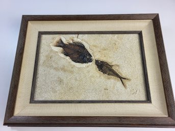 16' X 12' Framed Fossil By Ulrich Fossil Preparatory Fish