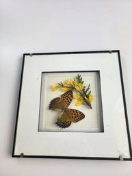 K - Framed Butterfly Exhibit 9' X 9'
