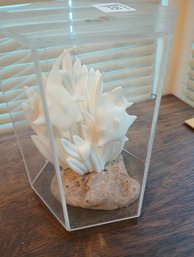 Fish Diorama In Octagonal Display Case