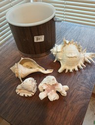 Large Collection Of Seashells