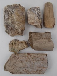 Petrified Rock Specimens