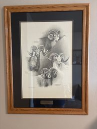 Dallen Lambson World Recordsheep