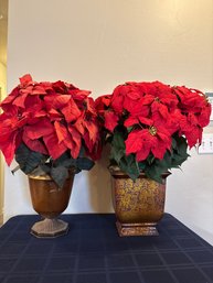 Poinsettias