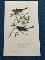 Lot 822 - 1840s - 1st Edition- Oregon Snow Bird - From - Birds Of America - By John James Audubon Royal Octavo