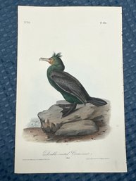 Lot 823 - 1840s - 1st Edition Double-crested Cormorant - Birds Of America - By John James Audubon Royal Octavo