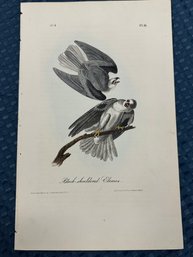 Lot 825 - 1840s - 1st Edition Black-shouldered Elanus - Birds Of America - By John James Audubon Royal Octavo