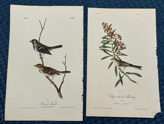 Lot 827/828 - 1840s - Two 1st Ed - Harris Finch - Clay-colored Bunting - Birds Of America - Audubon Society