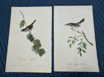 Lot 829/834 - 1840s - Two 1st Ed Townsend's Finch - Mountain Mocking Bird - Birds Of America - Audubon Society