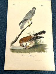 Lot 830 - 1840s - Common Harrier - Birds Of America - By John Audubon Society - Adirondack Retro