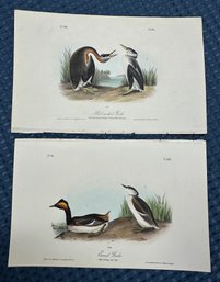 Lot 831/832 - 1840s - Red-necked & Eared Grebe - Birds Of America - John Audubon Society - Retro Natural Art