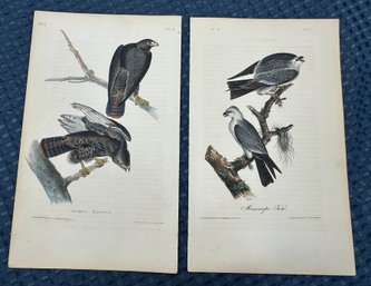 Lot 833 - 1840s - Two Lithos - Harlan's Buzzard - Mississippi Kite - Birds Of America - John Audubon Society