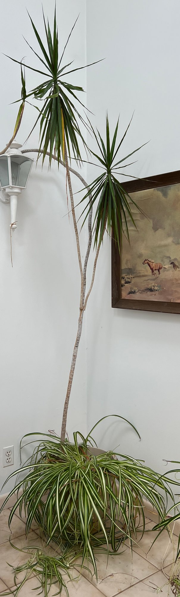 【plantsplants】P. FSQ DeLaRocha/デラロッチャ ☆ P. FSQ (vp#2 “De La Rocha”) 控えめに言ってメチャクチャ