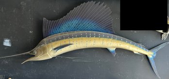 Atlantic Sailfish Taxidermy Mount  Authentic Deep Sea Trophy