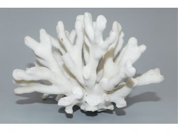 Natural White Coral